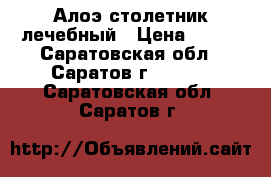 Алоэ столетник лечебный › Цена ­ 800 - Саратовская обл., Саратов г.  »    . Саратовская обл.,Саратов г.